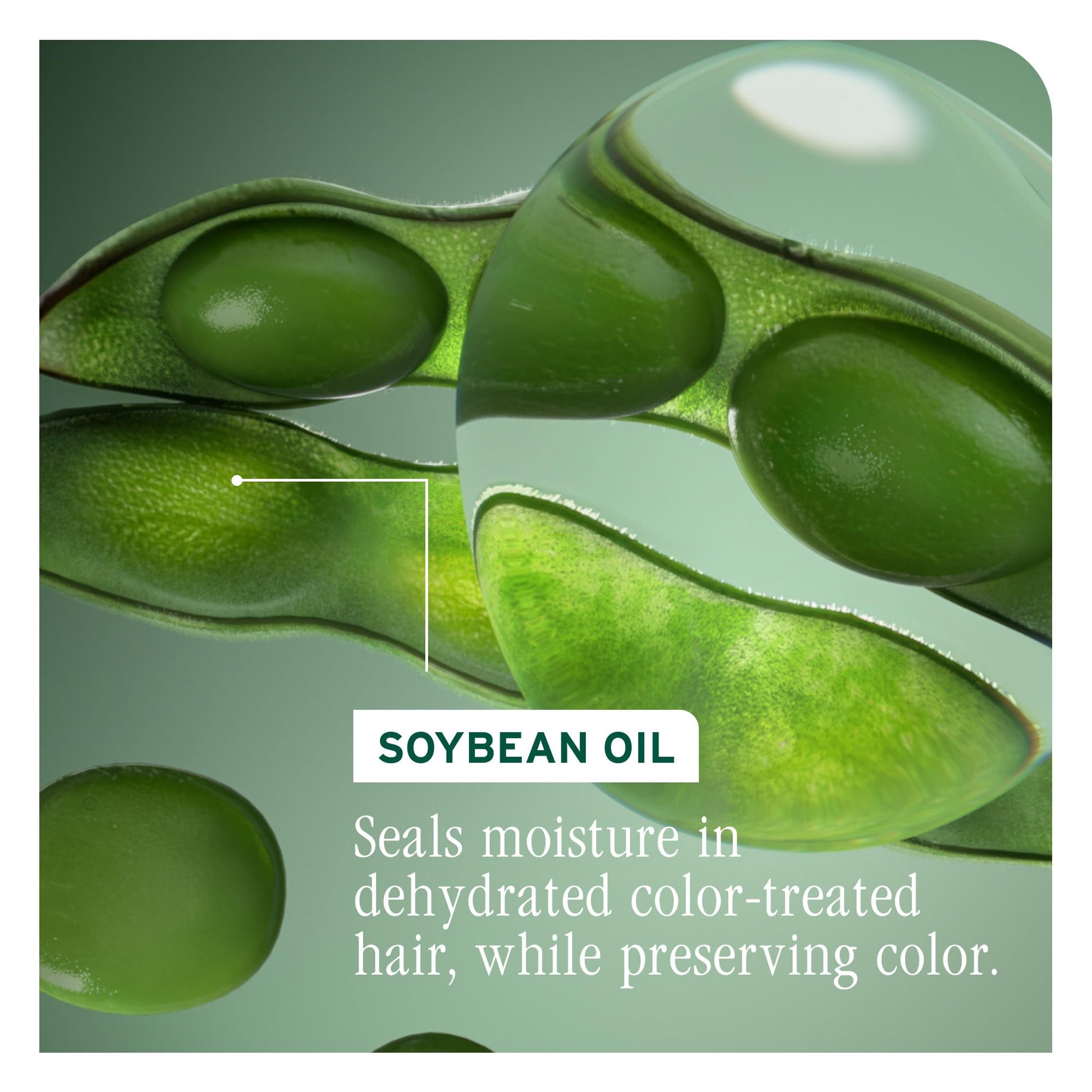 Dark Sea Green Biolage Color Last Conditioner | Color Safe Conditioner | Helps Maintain Depth & Shine | For Color-Treated Hair | Paraben & Silicone-Free | Vegan| Cruelty Free | 33.8 Fl. Oz