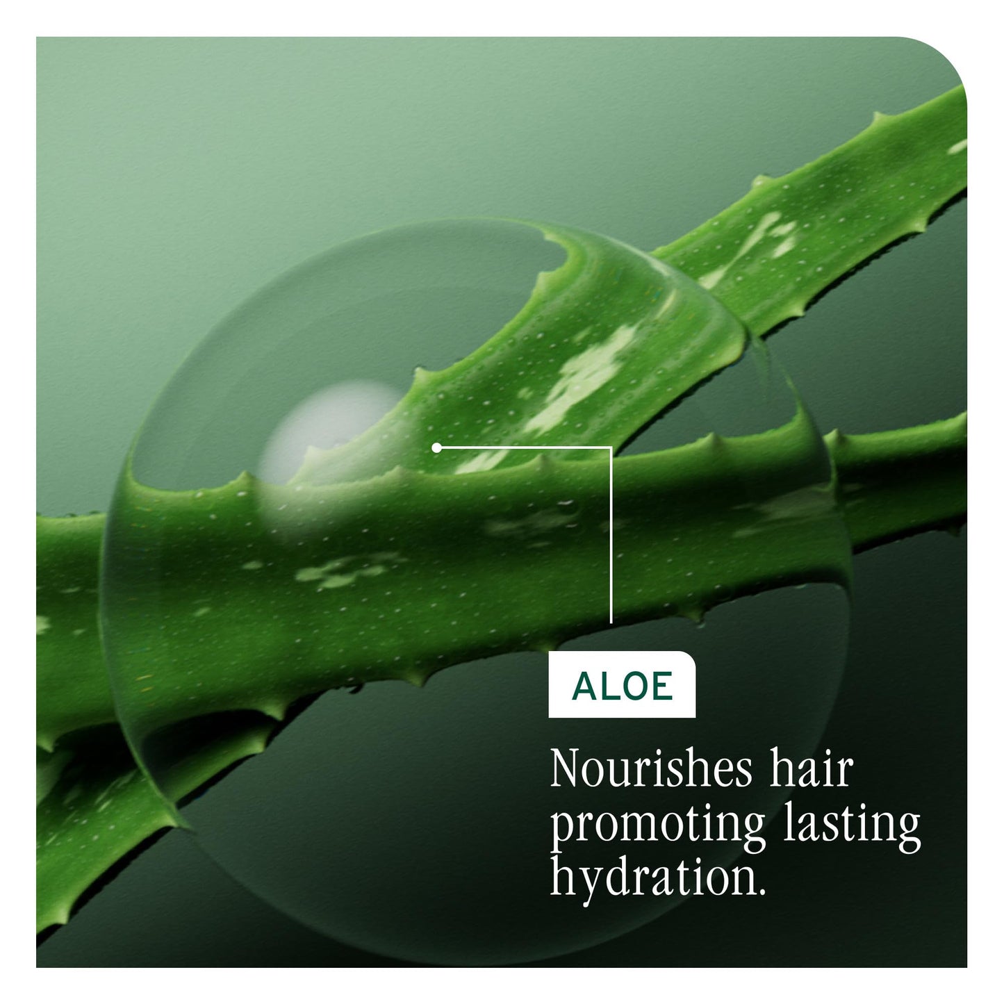 Dark Sea Green Biolage Hydra Source Conditioning Balm - Moisturizes, Detangles & Adds Softness, For Dry Hair, Infused with Fermented Aloe & Micro-Filtered Hyaluronic Acid, Vegan & Paraben-Free, 1.7 Fl Oz