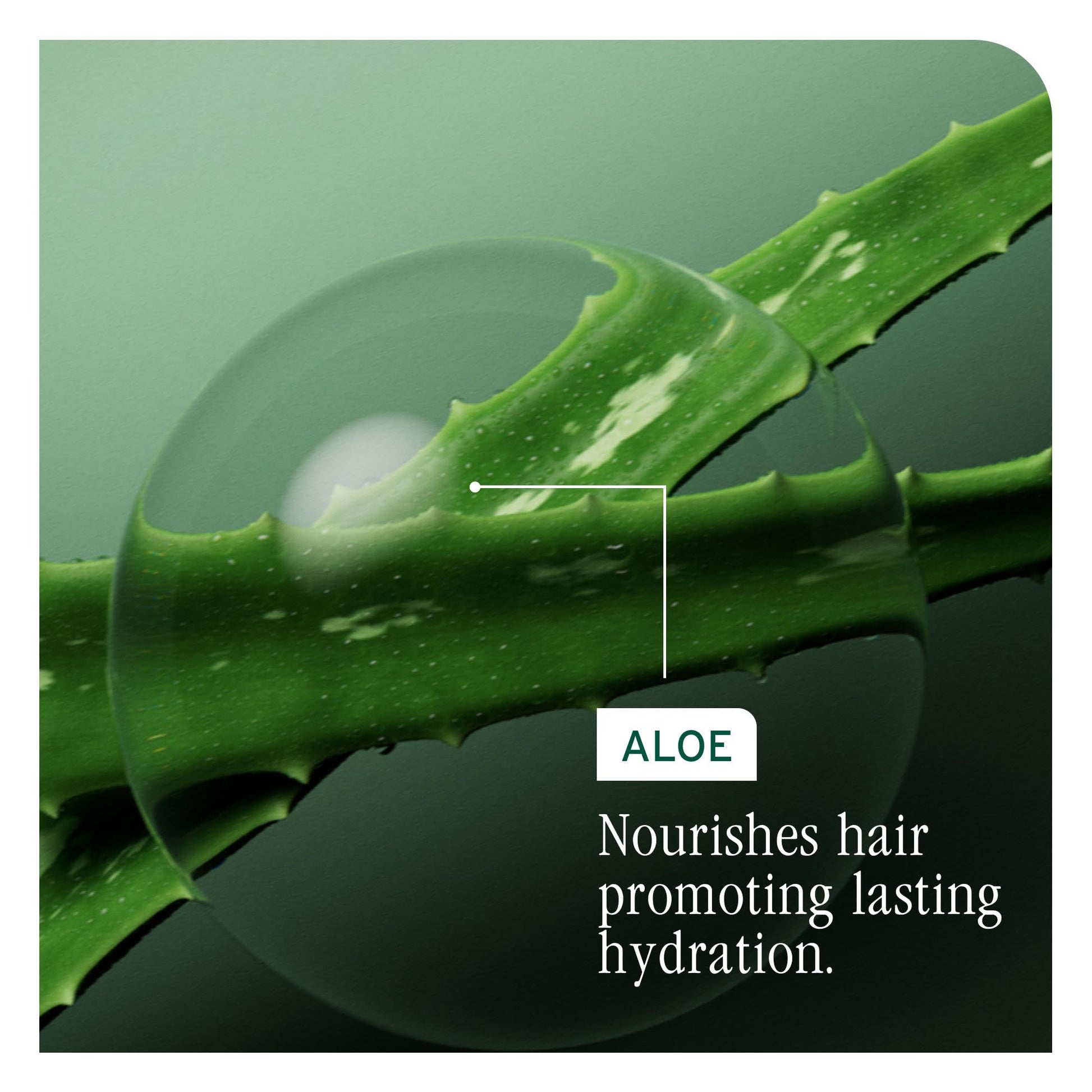 Dark Sea Green Biolage Hydra Source Conditioning Balm - Moisturizes, Detangles & Adds Softness, For Dry Hair, Infused with Fermented Aloe & Micro-Filtered Hyaluronic Acid, Vegan & Paraben-Free, 1.7 Fl Oz