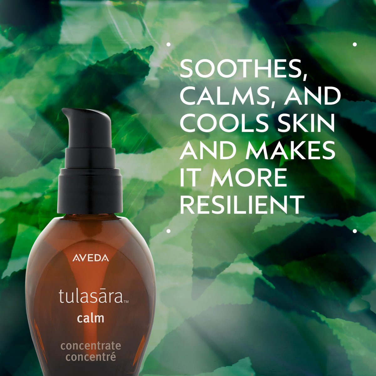 Black Aveda Tulasara Calm Concentrate | Soothing Serum for Visible Redness | Calms, Cools & Hydrates Skin | with Algae & Pomegranate Extract | 96% Naturally Derived*, 1 Fl Oz
