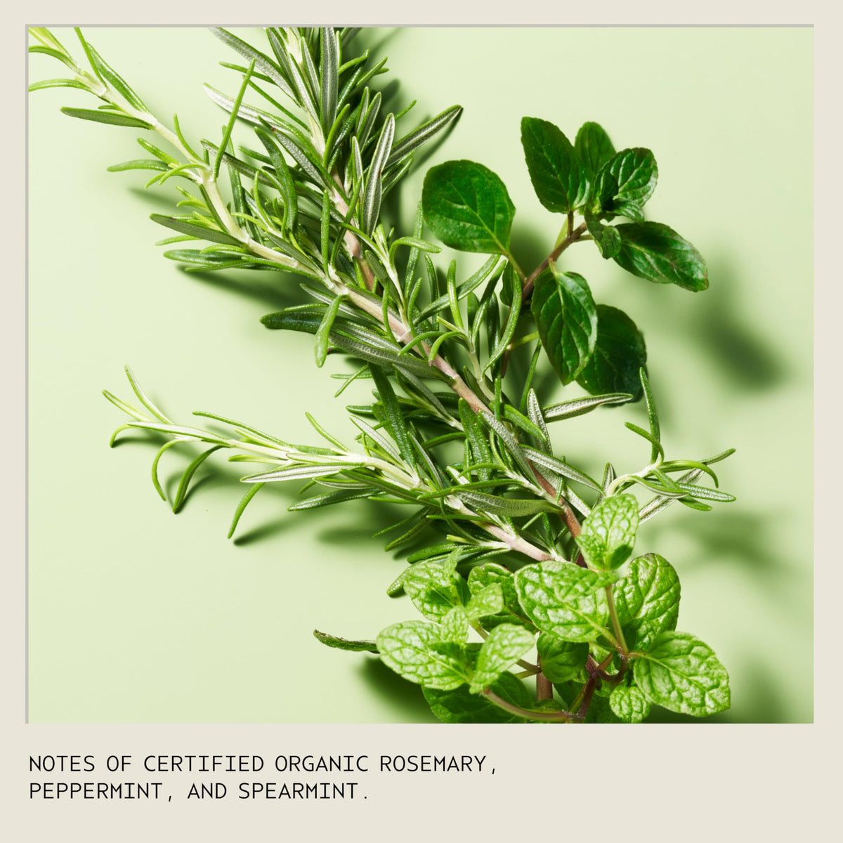 Antique White AVEDA Rosemary Mint Weightless Conditioner | Lightweight Daily Conditioner | Adds Body & Shine| For Normal to Oily Hair, Fine to Medium Hair | Invigorating Aroma | 97% Naturally Derived*, 1.7 Fl Oz