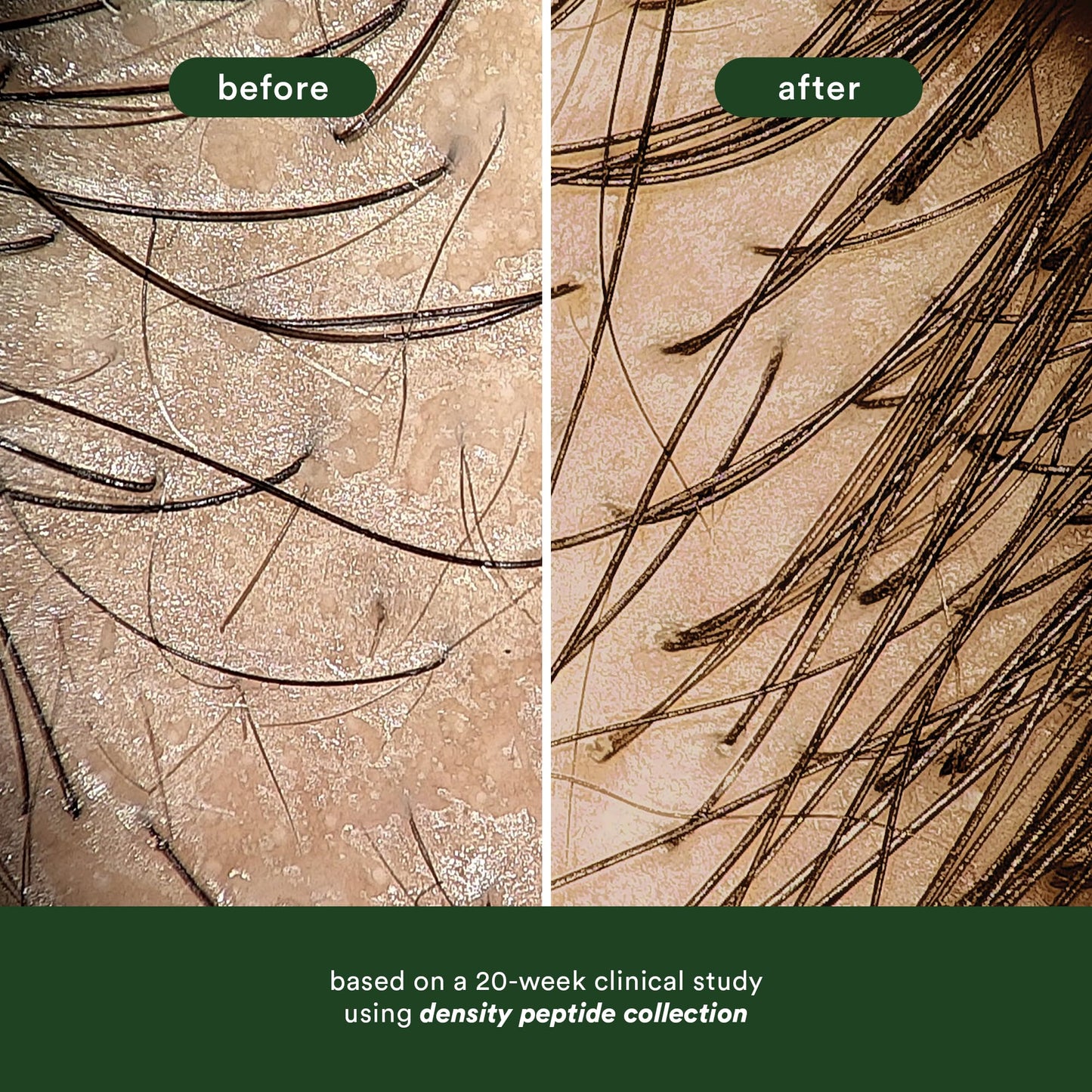 Tan VERB Density Peptide Shampoo 12 fl oz - Visibly Thicken + Reduce Signs of Shedding- No Parabens or Harmful Sulfates